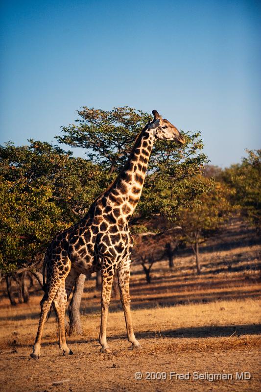 20090610_073204 D3 X1.jpg - Giraffes weigh about a ton.  Males weigh about 300 lbs more than a female